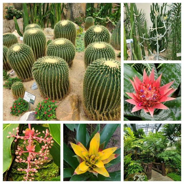 新春的香港公園x太古廣場🐇🎊🌺