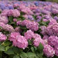 季節限定··沙田好去處