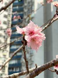 春臨櫻綻—香港賞櫻好去處