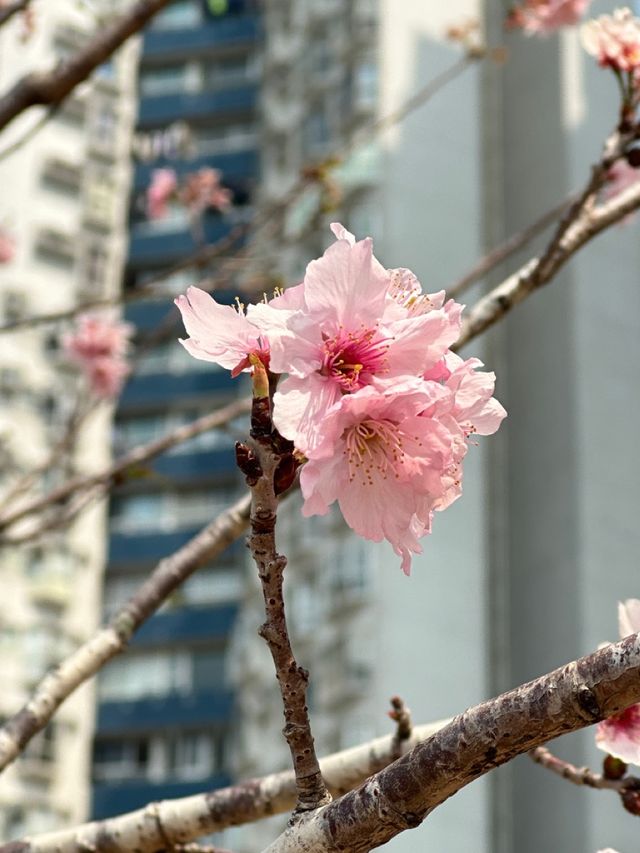 春臨櫻綻—香港賞櫻好去處 春臨櫻綻—香港賞櫻好去處