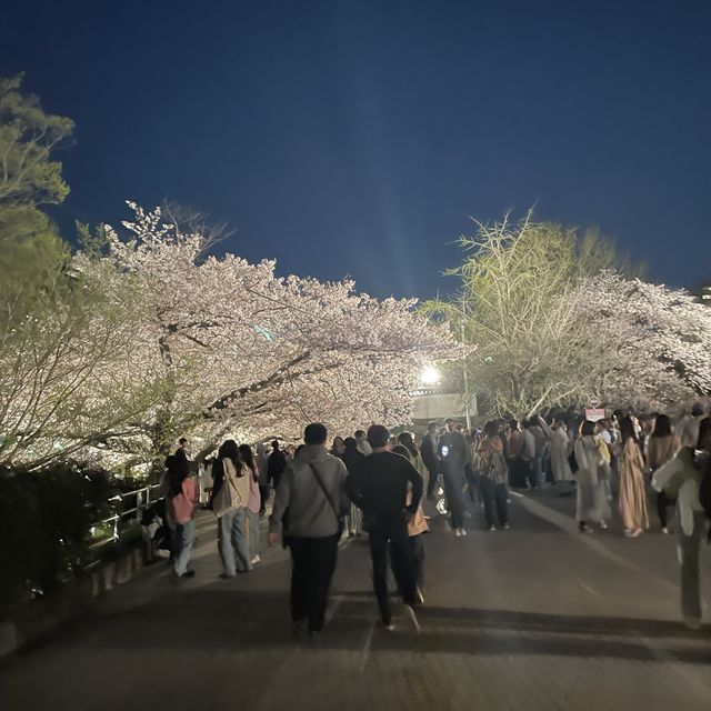 벚꽃 야간개장 후쿠오카 성터!