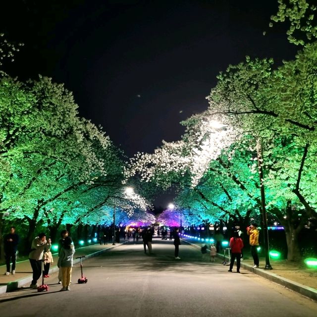🌸 경주 벚꽃 시즌엔 "보문호수"🌸