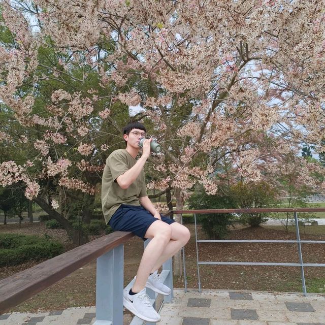 嘉義竹崎親水公園 天空走廊 行千吊橋（千禧橋）花棋木盛開美不勝收