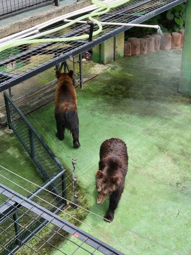 深圳動物園一天遊