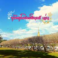 🌸เสน่ห์ของการสโลว์ไลฟ์