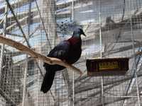 【静岡】鳥たちが飛び回る温室！掛川花鳥園をご紹介