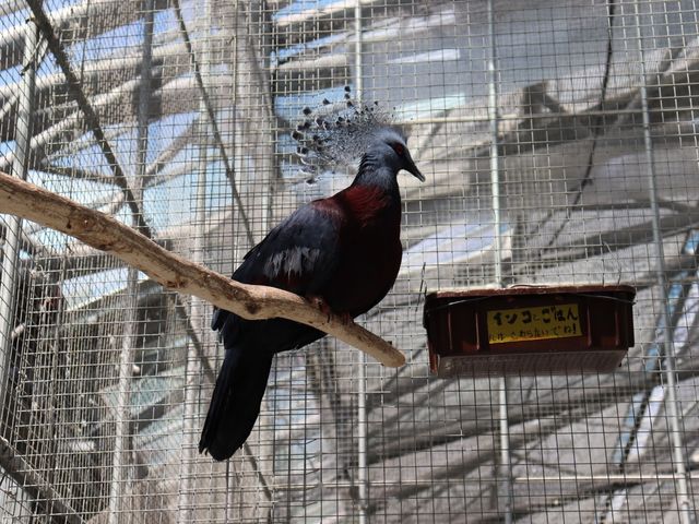 【静岡】鳥たちが飛び回る温室！掛川花鳥園をご紹介