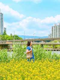 현시각 3가지 꽃을 한번에 볼 수 있는 명소💐