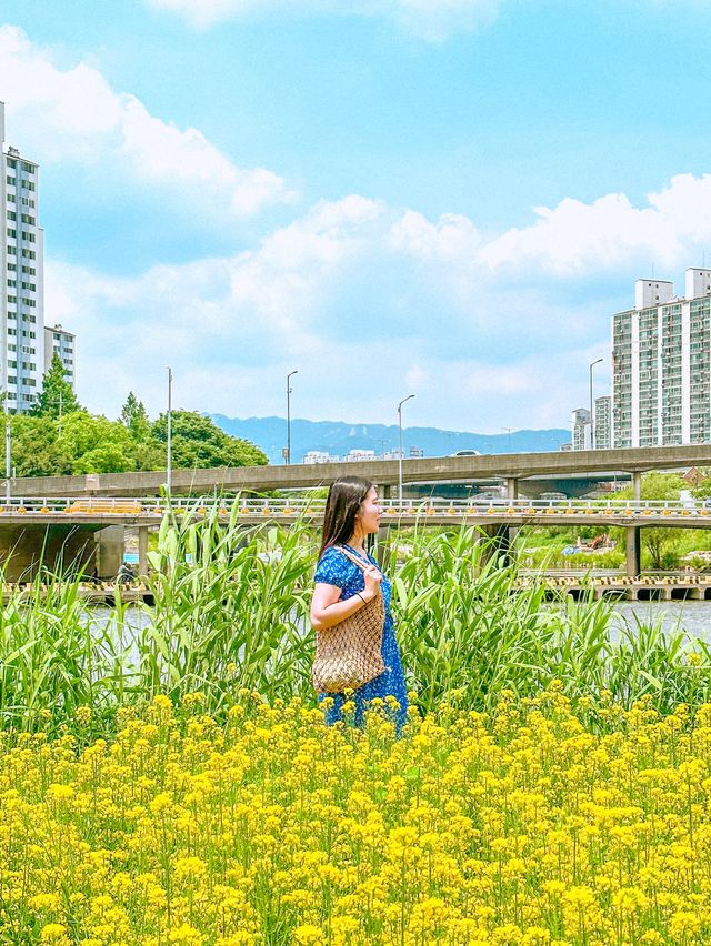 현시각 3가지 꽃을 한번에 볼 수 있는 명소💐