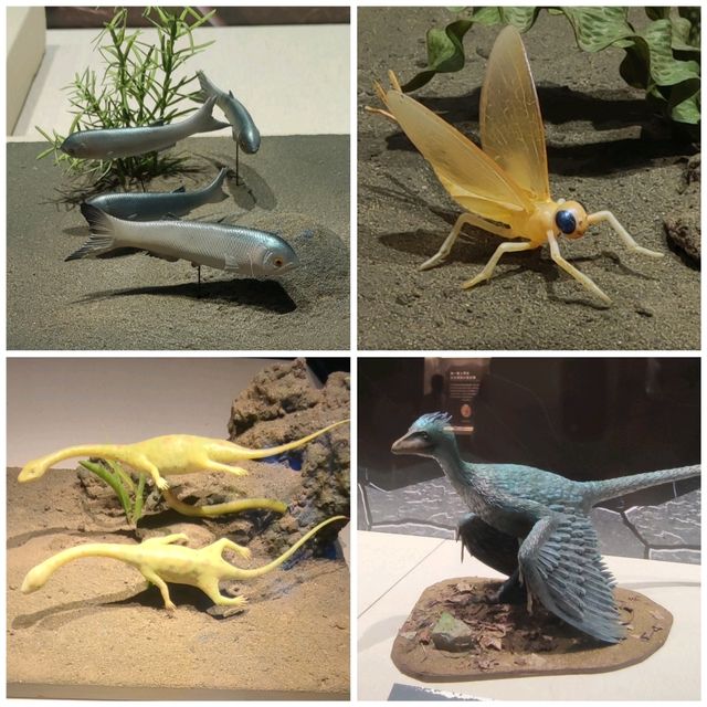 打卡深圳歷史民俗館化石展☞重返白堊紀