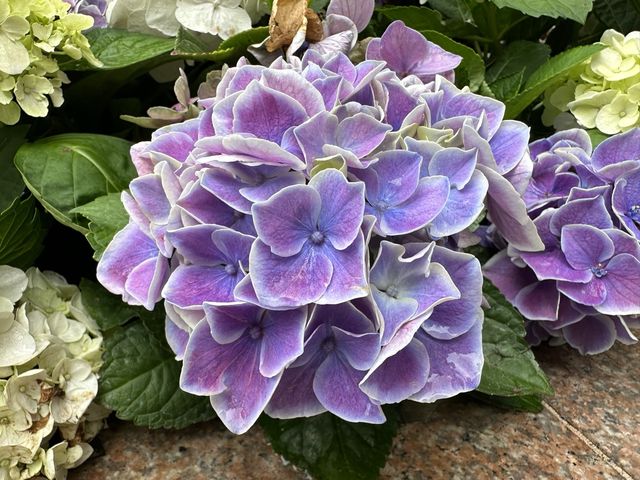 香港賞花｜九龍公園｜今年最後一輯繡球花照片