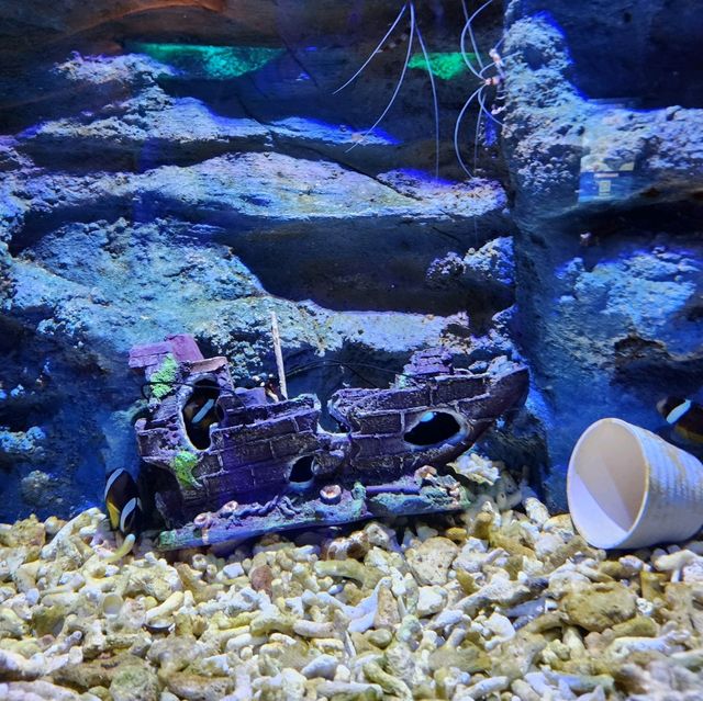 奇妙的深圳觀瀾海洋世界