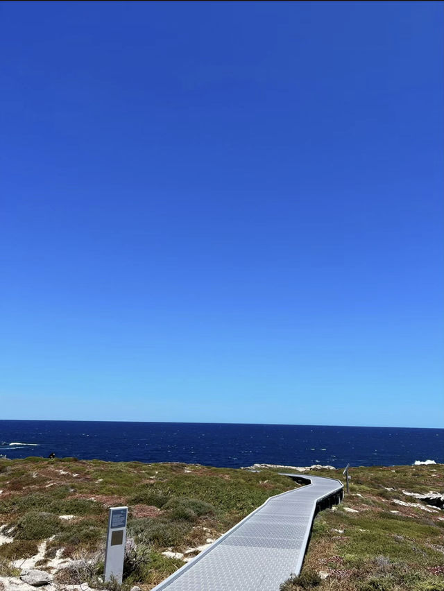 西澳的Rottnest Island：水清沙幼沙灘與微笑袋鼠的天堂！🏝️🌊🦘