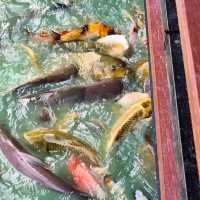 บึงบัว คาเฟ่ บรรยากาศ​ชิวๆ ริมบึงบัว 
