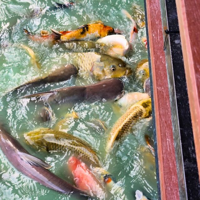 บึงบัว คาเฟ่ บรรยากาศ​ชิวๆ ริมบึงบัว 