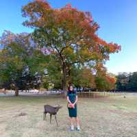 Warming up with deers in Nara 