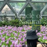 Miracle of Natural  ดอกไม้เมืองหนาว 💐