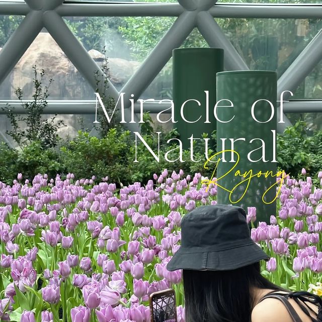 Miracle of Natural  ดอกไม้เมืองหนาว 💐