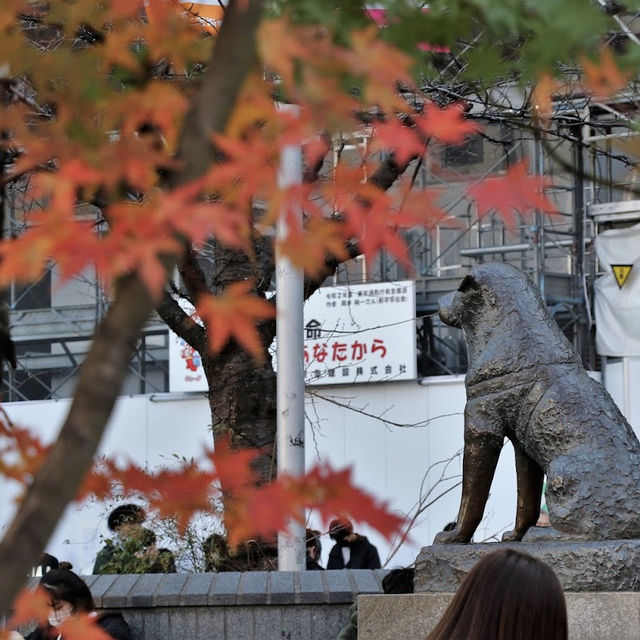 สุนัขผู้ซื่อสัตย์กับใบไม้แดง Shibuya, Tokyo