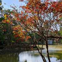桃園復興景點_2024梅花季_梅園