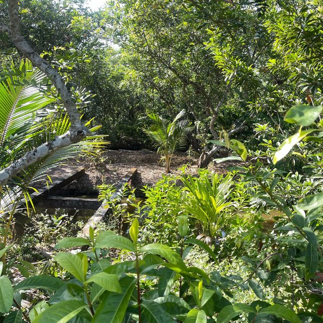 Fruit farm in the Mekong delta 