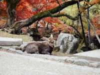 ไปให้อาหารน้องกวางที่เมืองนารา 🦌🇯🇵