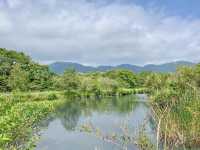 Garden of Wetlands in Hakone