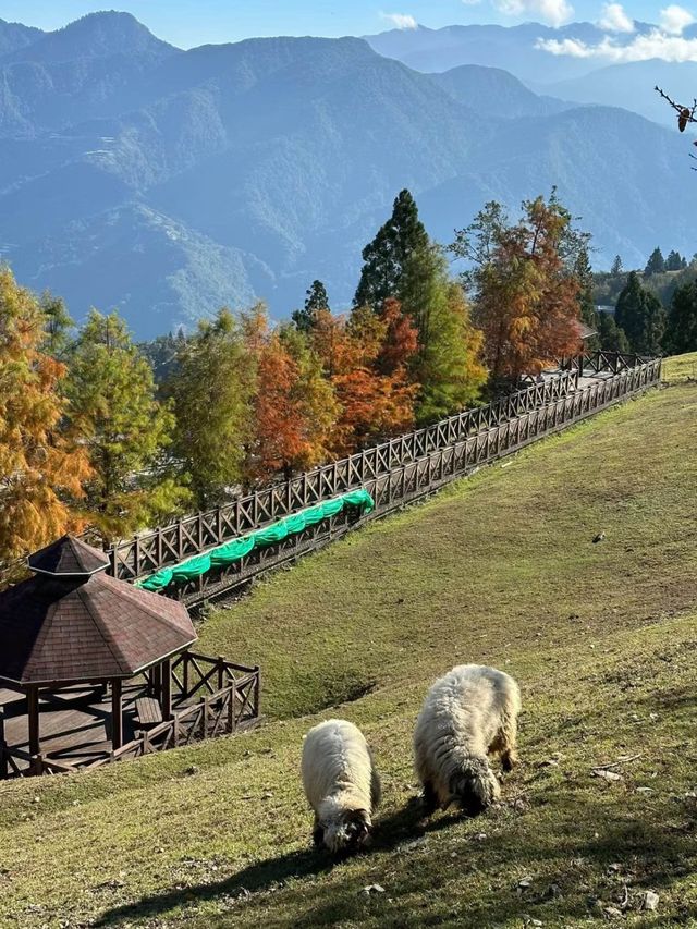 清境農場：台灣高山美景與休閒度假的完美組合🌄🐏