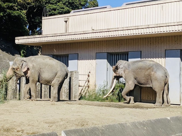 Okapi and the 2 Elephants 