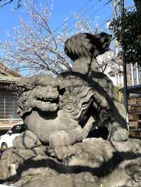 【新宿下落合氷川神社/東京都】歴史深い神社と河津桜