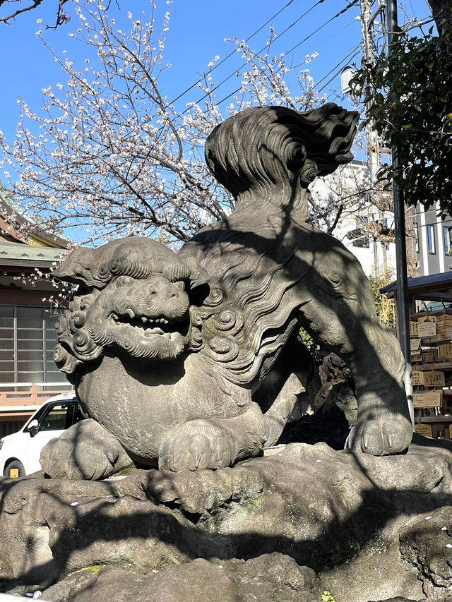 【新宿下落合氷川神社/東京都】歴史深い神社と河津桜
