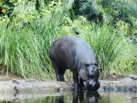 Melbourne Zoo