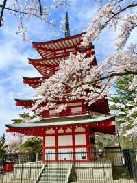 【新倉富士浅間公園/山梨県】ミシュランにも掲載！絶景の桜と富士山