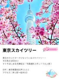 【東京スカイツリー/東京都】スカイツリー×河津桜