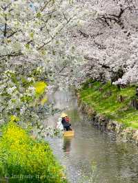 花筏と和舟の江戸時代の風情を満喫、川越の桜