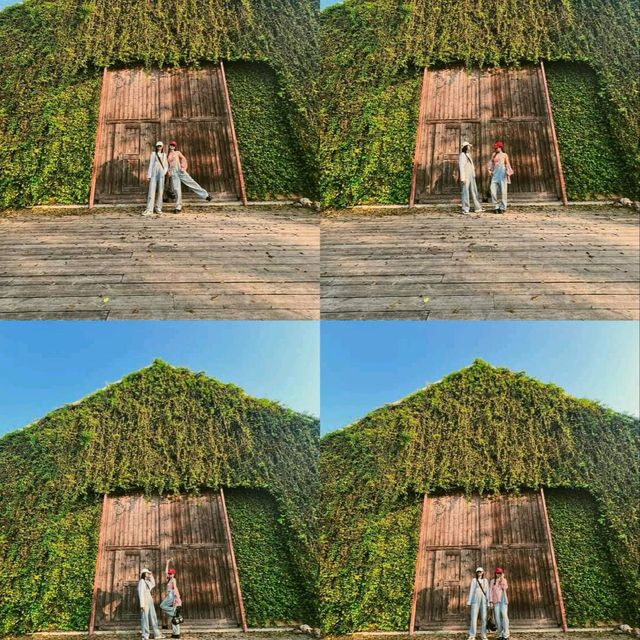 อัพเดตล่าสุด ดอกเหลืองชัชวาลย์🌼 คาเฟ่เขาใหญ่