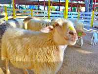 Family Park Pattaya Sheep Farm