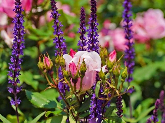 Okudo Flower Park