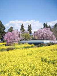 【山梨・桜】混雑回避はココ‼️樹齢330年のイトザクラに酔いしれよう🥰