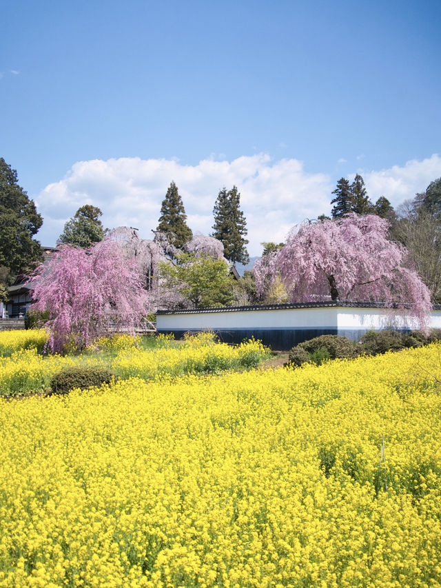 【山梨・桜】混雑回避はココ‼️樹齢330年のイトザクラに酔いしれよう🥰