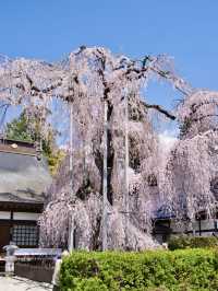【山梨・桜】混雑回避はココ‼️樹齢330年のイトザクラに酔いしれよう🥰