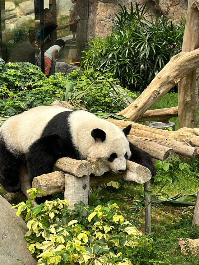 香港🇭🇰海洋公園一日遊