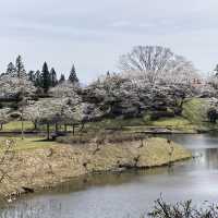都城市観音池公園の桜