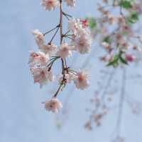 ชมซากุระและวิวสุดปังที่ Asahi Funakawa🌸