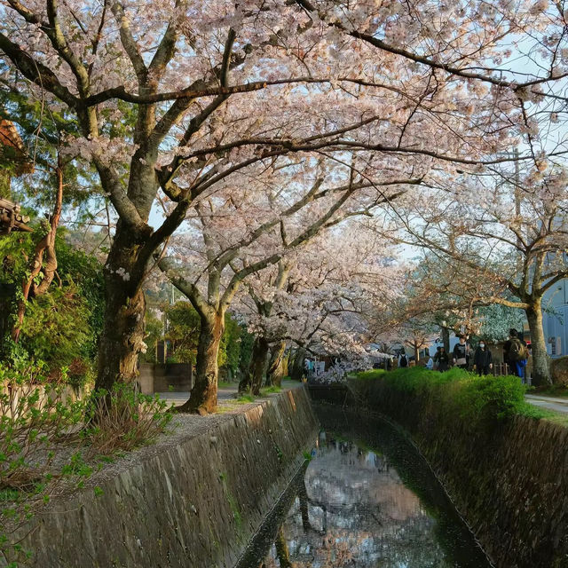 下田公園～櫻花盛宴