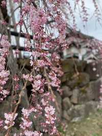 🌸弘前公園：春季賞櫻，美不勝收🌸