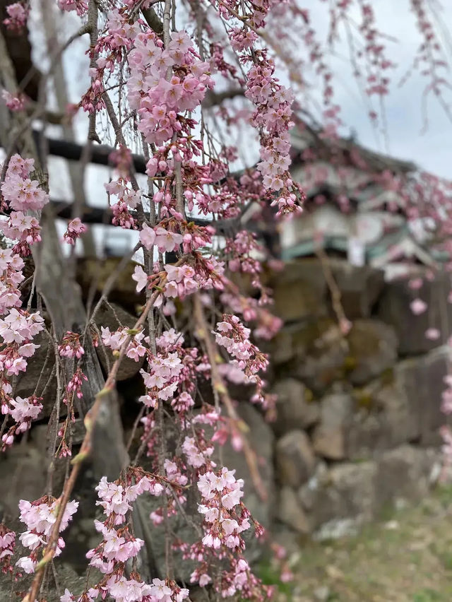 🌸弘前公園：春季賞櫻，美不勝收🌸