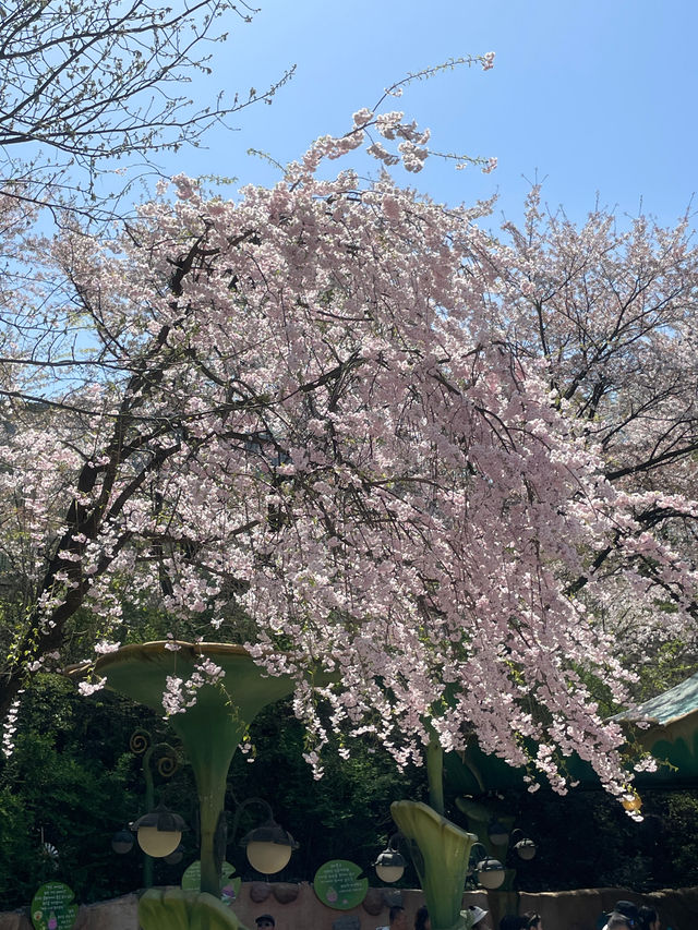 🌼🌺봄꽃놀이는 에버랜드에서 하세요🌷🌷