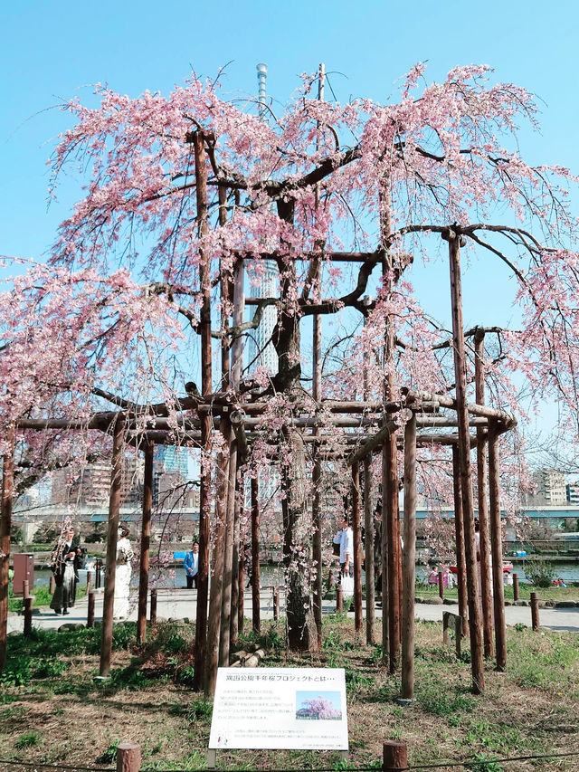 【東京】隅田公園：櫻花季節，賞櫻、參觀淺草寺和晴空塔的絕佳選擇