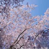六角堂：櫻花繚繞的秘境